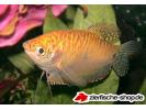 Trichogaster-trich-Gold5.jpg