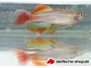 tanichthys schl.jpg