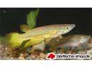Aplocheilus_lineatus2.jpg