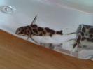 synodontis.jpg