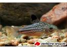 CorydorasNapoensis.JPG