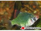 barbus_tetrazona_var_green_1.jpg