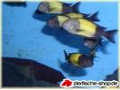 tropheus-moori-ikola.jpg