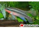 Pelvicachromis tae red.jpg