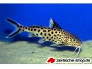 x_synodontis_multipunctatus_2x.jpg