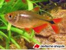Hemigrammus-caudovittatus-3.jpg