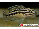 Julidochromis_marlieri3.jpg
