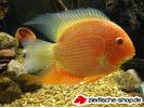 heros severum.jpg