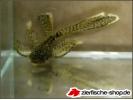 16-ancistrus-spec.long-fin.jpg