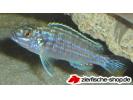 Melanochromis_exosp.JPG