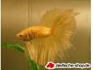 betta yellow.jpg