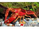 chris-procambarus-clarkii-red-swamp-crayfish.jpg