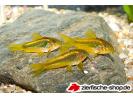 corydoras_sp_gold_stripe.jpg