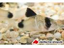 corydoras_panda.jpg