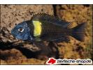 Tropheus_duboisi_Maswa_03.jpg