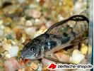 corydoras pal.schl.jpg