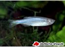 Brachydanio_albolineatus.jpg