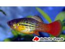 platy variatus.jpg