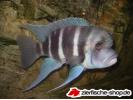 Cyphotilapia frontosa blue mpimbwe.jpg