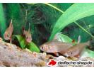 BentosTetra white fin.jpg