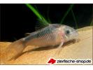 Corydoras rabauti 1.jpg
