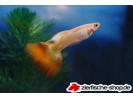guppy flame.jpg