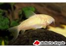 corydoras aeneus albino.jpg