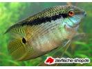 Cichlasoma_festivum4.jpg
