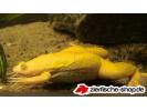 xenopus_laevis gold_2.jpg