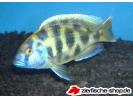 Nimbochromis_venustus3.jpg