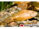 corydoras-paleatus DLF albino.jpg