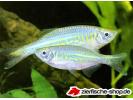 Danio_aequipinnatus_3.jpg