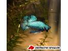 betta platinum.jpg