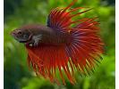 betta_crowntail_male4.jpg