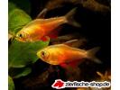 Von Rio-Orange Flameus-Tetra.jpg