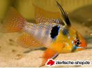 Mikrogeophagus_ramirezi.jpg