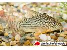 corydoras_sterbai.jpg