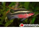 Pelvicachromis_pulcher_(male)_02.jpg