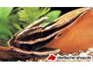 Platydoras_costatus.jpg