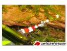Caridina-crystal-red.jpg