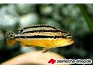 Melanochromis_auratus_1.jpg