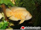 albino red tiger oscar.jpg