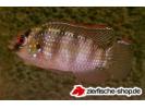 Anomalochromis_thomasi2.jpg