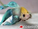 betta green.jpg