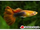 guppy blonde red tuxedo.jpg