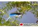 JAPAN BLUE BOTTOM SWORD GUPPY.jpg