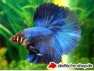 betta-half-moon1.jpg