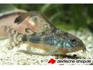 corydoras paleatus-longfin2.jpg