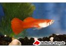 Guppy blonde rot .jpg