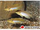 Lamprologus ocellatus.jpg